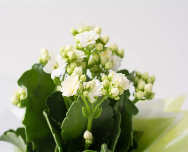 Flor da Fortuna Branca para Presente - Image 2