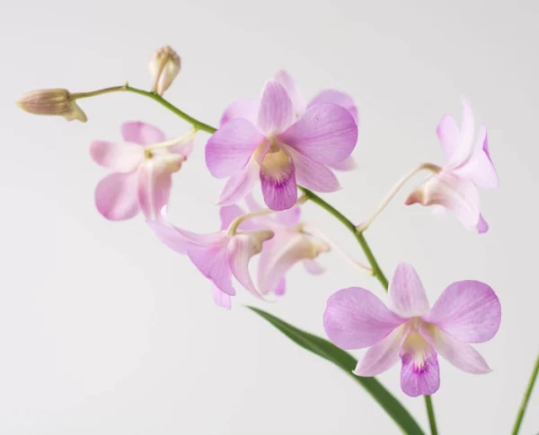 Orquídea Phalaenopsis Rosa - Image 2